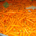 2017 new crop carrot is packing fresh carrot